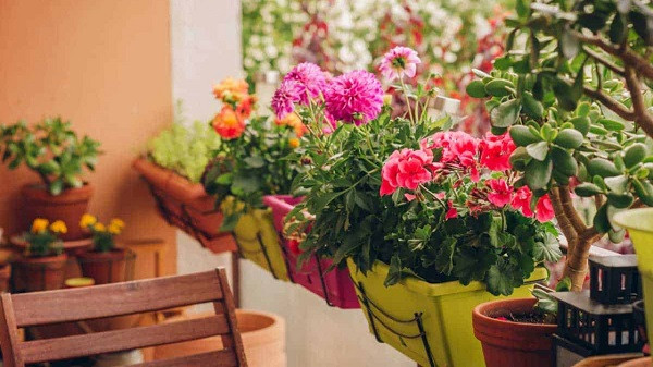 Bring a colorful touch to the balcony with winter flowers