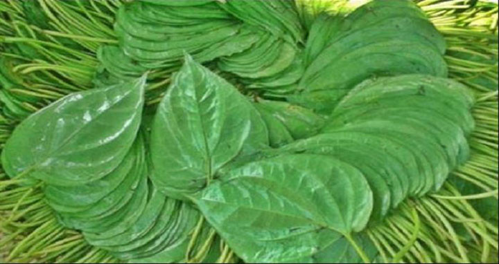 'Leaves' are the main medicine of the body