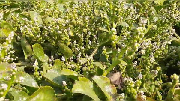 Farmers of Baduria are making huge profit by cultivating Poumimetuli