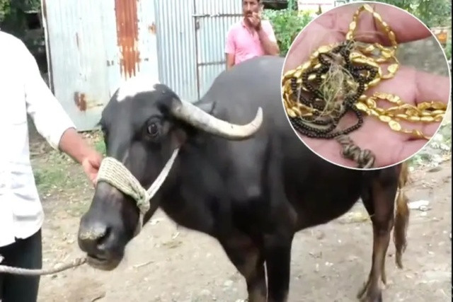 The buffalo ate the mangalsutra worth one and a half lakhs of the wife