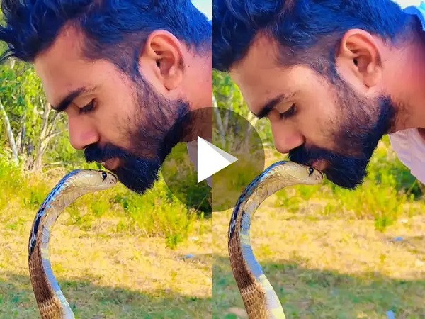 A man is kising king cobra which is viral on social media