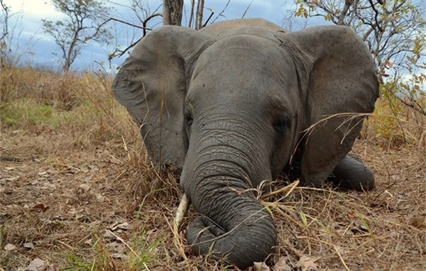Death of an Elephant (Symbolic Picture)