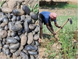 Black Potato (Collected)