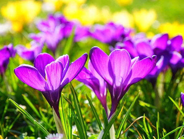 Winter Flowers