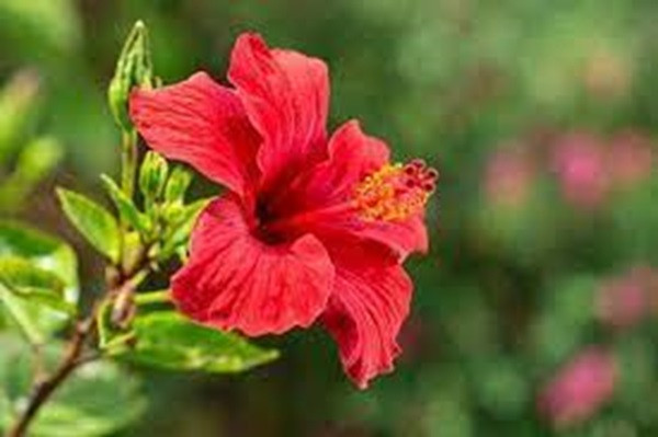 Hibiscus Flower (File Picture)