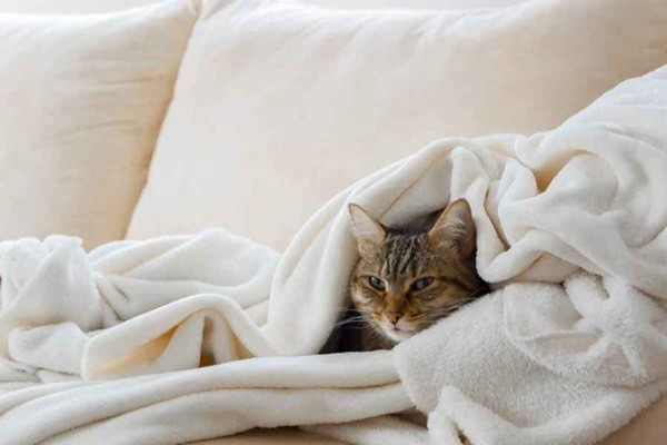 Blanket Care Tips (File Picture)