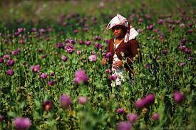 Opium Cultivation (Symbolic Picture)