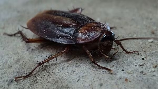 Natural Cockroach Repellent (Symbolic Picture)