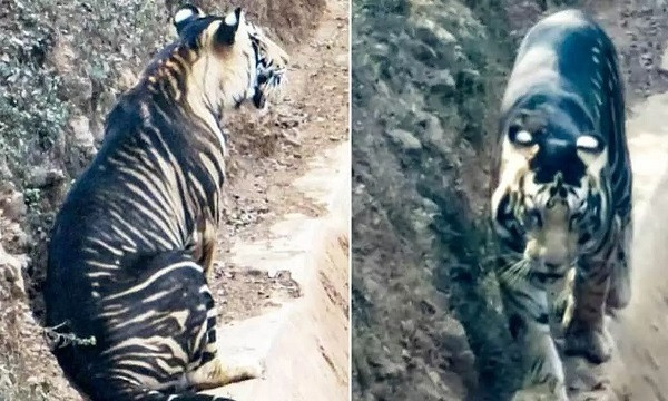 Black-striped body, Odisha's strange spectacle of the tiger has caused a stir on the net
