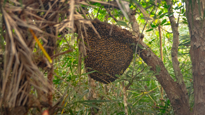 Women are collecting honey in the beautiful forest (Symbolic Picture)