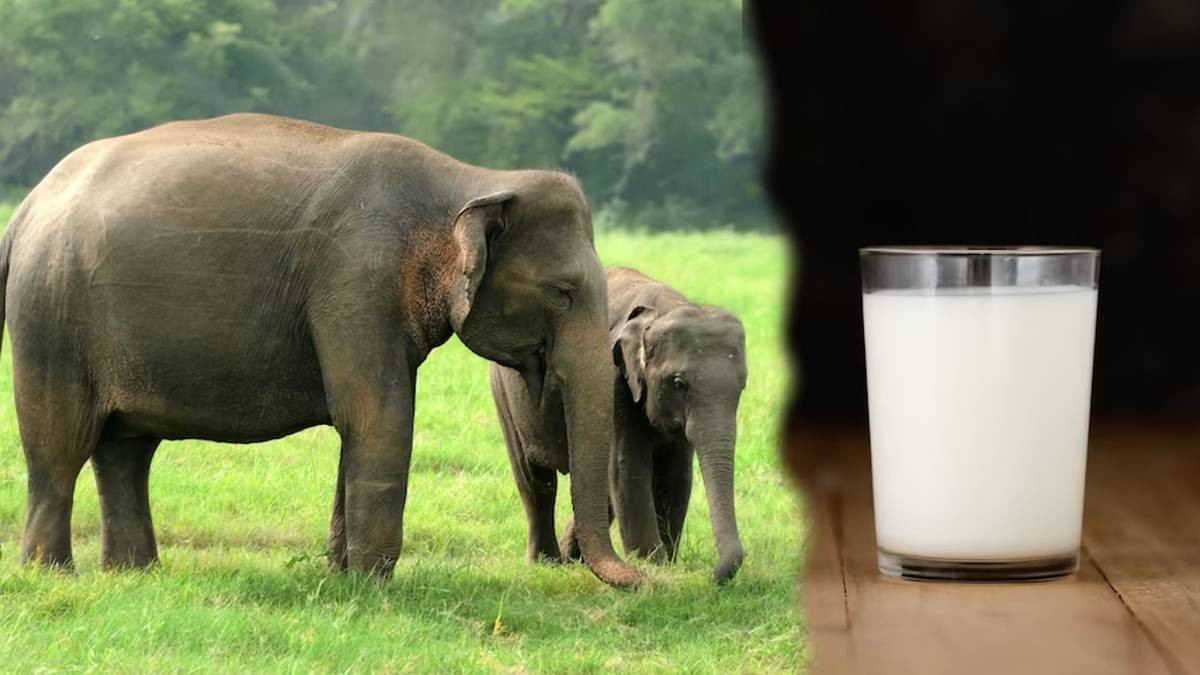 Elephant Milk (Symbolic Picture)