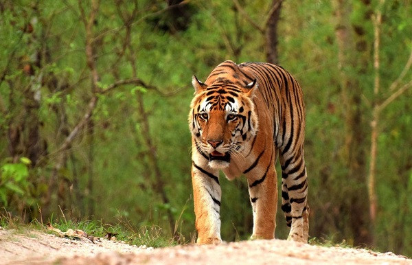 Royal Bengal Tiger (File Picture)