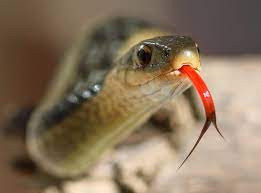 Snake Sticking Tongue (Symbolic Picture)