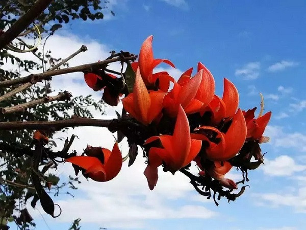 Palash Flower (File Picture)