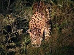 Tea workers injured in leopard attack in Chalsa