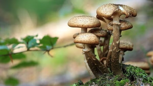 Scientists found traces of gold from mushrooms!