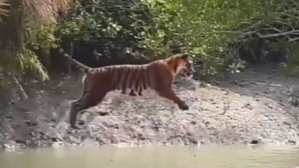 The tiger jumped 20 feet to cross the canal! A moment of Sundarbans came to light