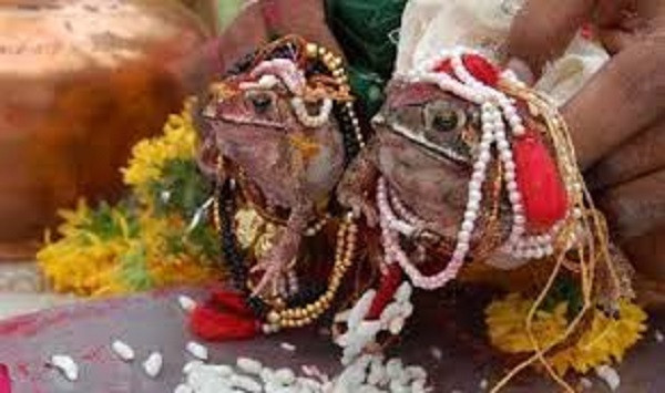 Frog Wedding (File Picture)