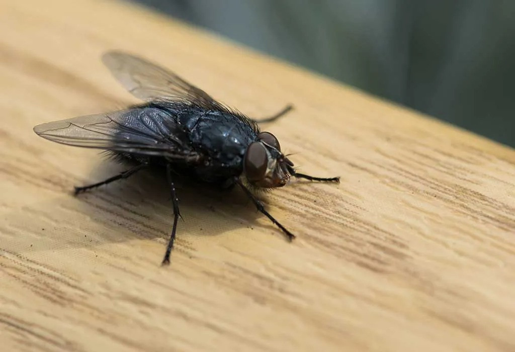 Infested with flies? Home remedies to get rid of irritation