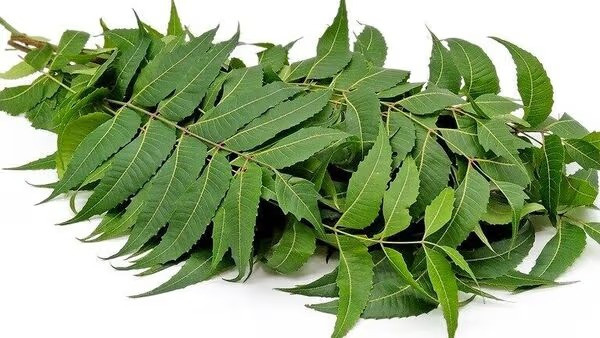 Neem for skin care