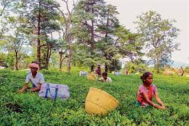 Glorious past; Future Kal, the brutal story of tea from Kangra, Himachal