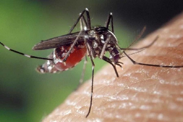 Mosquito Bites (Symbolic Picture)