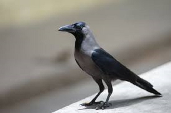 Crow Vastu Tips (File Picture)