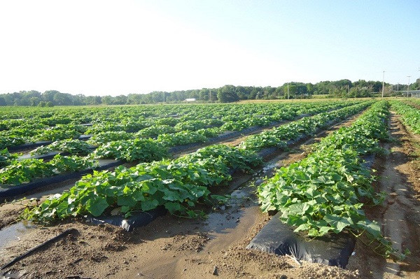 cucumber field (symbolic picture)