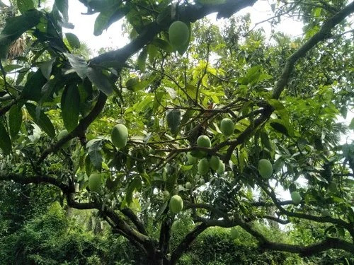Malda farmers worried about mango yield due to drought and lack of rain