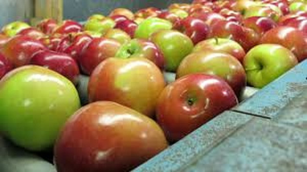 Kashmiri apple now in Bengal! Cultivate easily, know the method