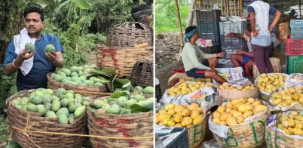 After Malda, there is a shortage of mangoes in Hooghly!