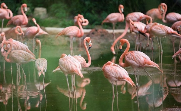 Flamingos Died in Mumbai