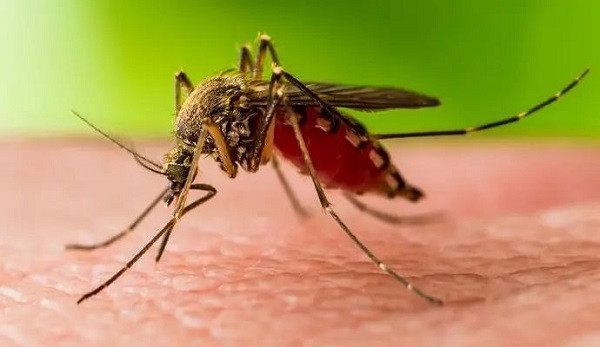 Warning issued due to West Nile