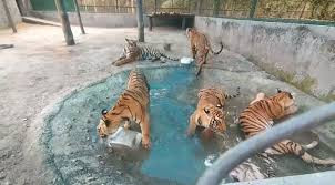 Rising temperatures, special arrangements for animals at Bengal Safari Park