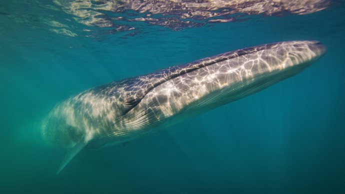 Sei whale spotted off Argentina's Patagonia coast for first time since 1929.