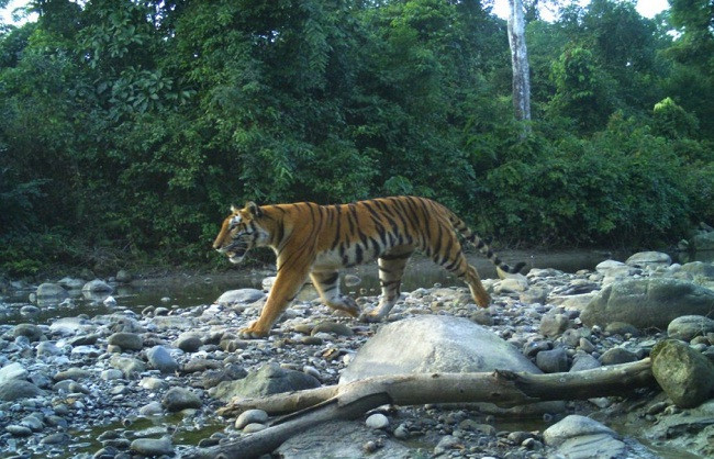 Pakke Tiger Reserve (Symbolic Picture)