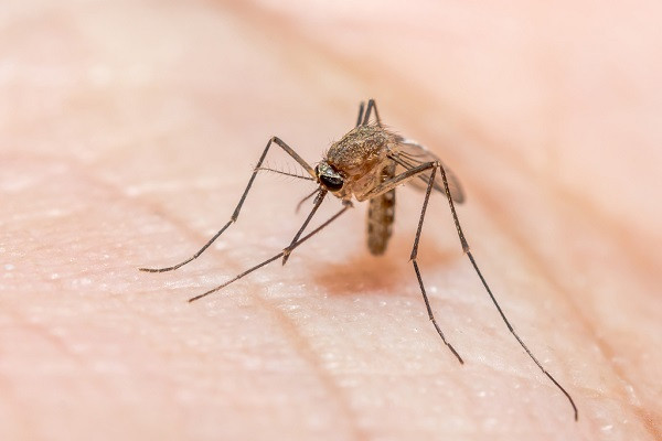 Mosquitoes have started again, malaria is increasing in the north