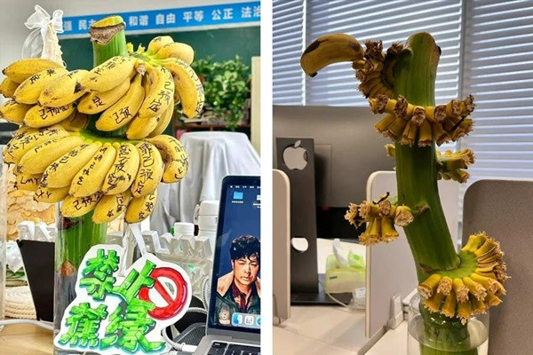 Workers are reducing stress by cultivating bananas on the office desk!