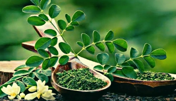 Moringa Powder Benefits (Symbolic Picture)