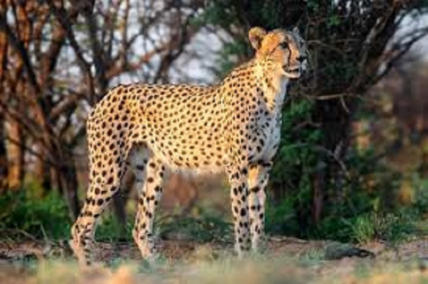 Cheetah (Symbolic Picture)