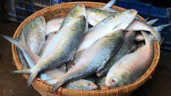 Hilsa (File Picture)