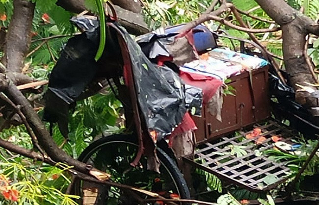 A tree fell on Kolkata's golf green, a rickshaw driver died