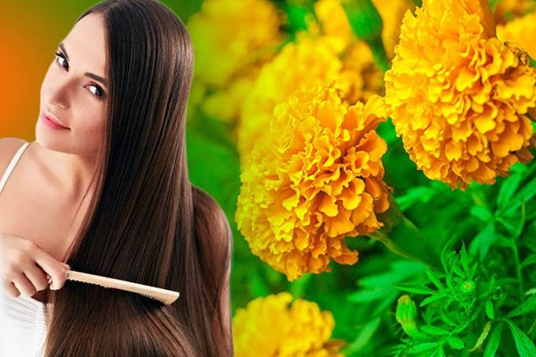 Marigold packs can be effective in reducing dandruff! spell pack at home