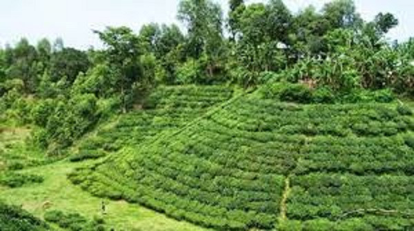 Tea Garden at Chalsa (File Picture)
