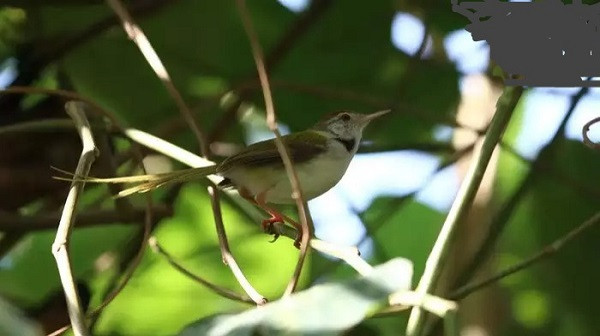 The Municipality tied the story of laying eggs of Tuntuni after finding a lost nest