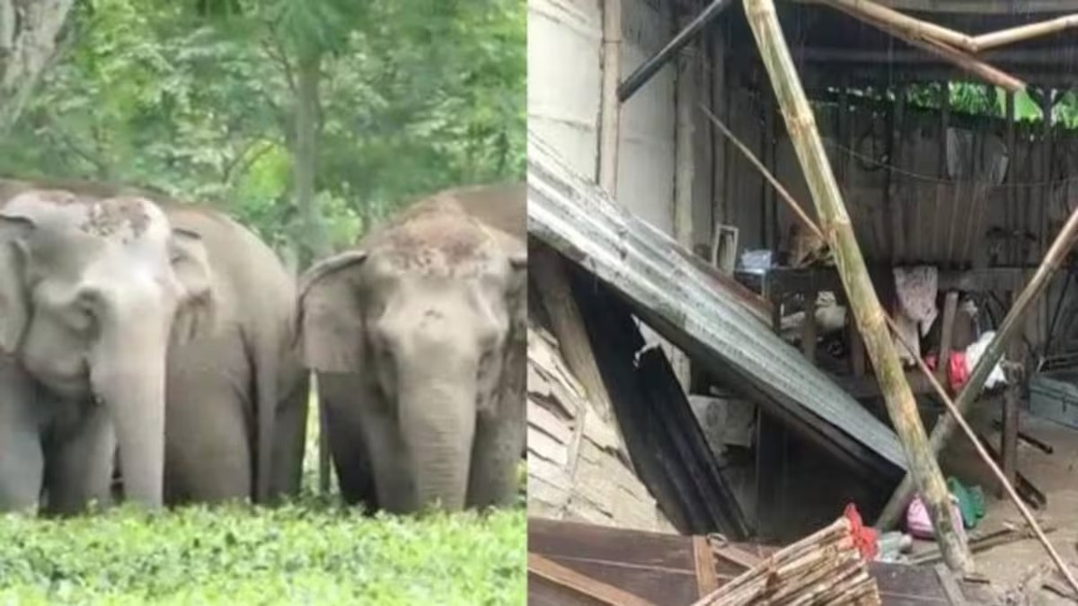 Two houses damaged by elephant attack in Jalpaiguri