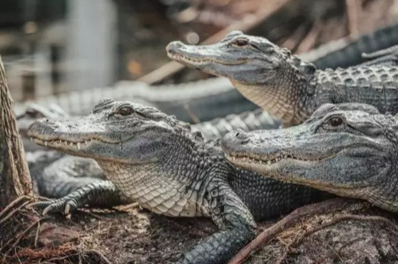 Ganges in Calcutta crocodile sighting! Panic is at different stages