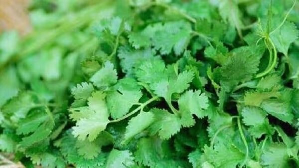 Coriander is used in all curries!