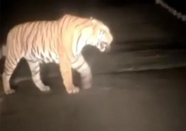 Royal Bengal Tiger in Mainaguri!