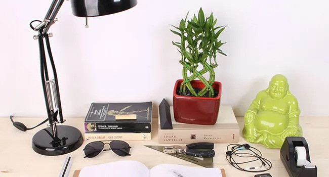 Plants For study Table